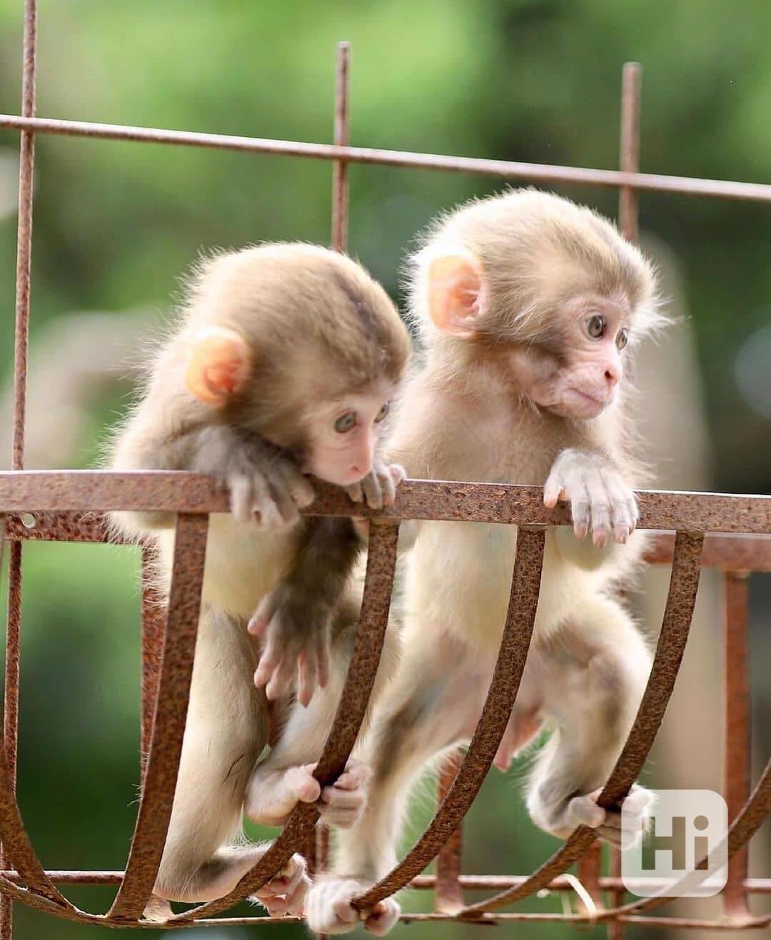 Úžasná kapucínská opice - foto 1