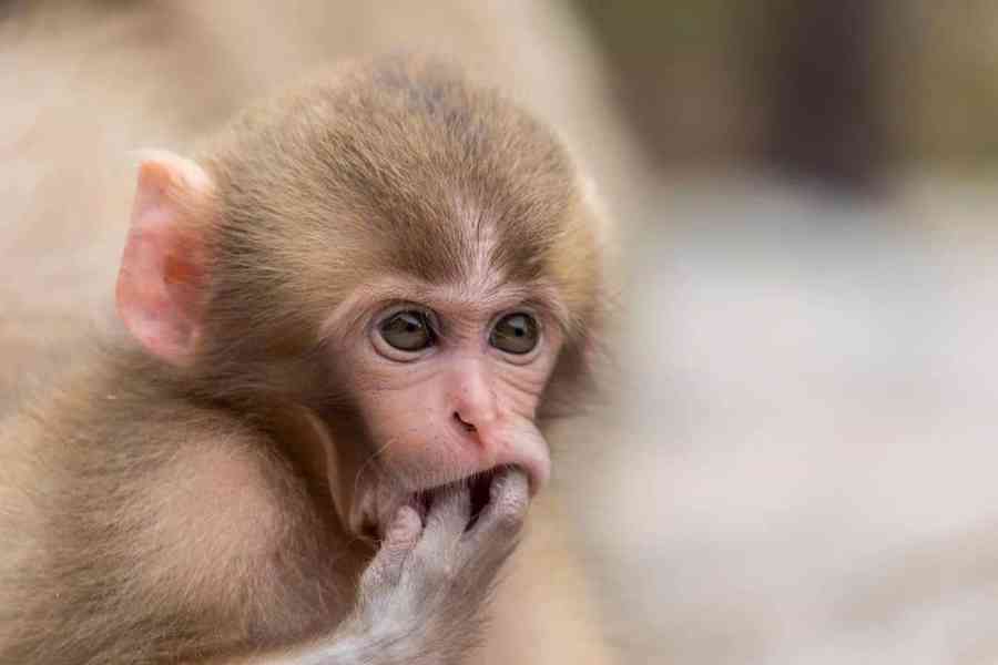 Úžasná kapucínská opice - foto 3