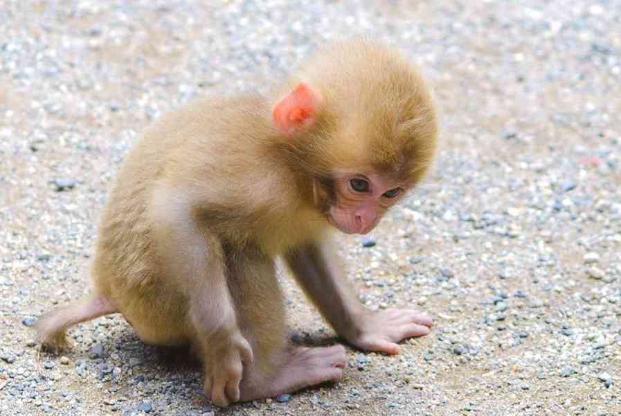 Úžasná kapucínská opice - foto 2