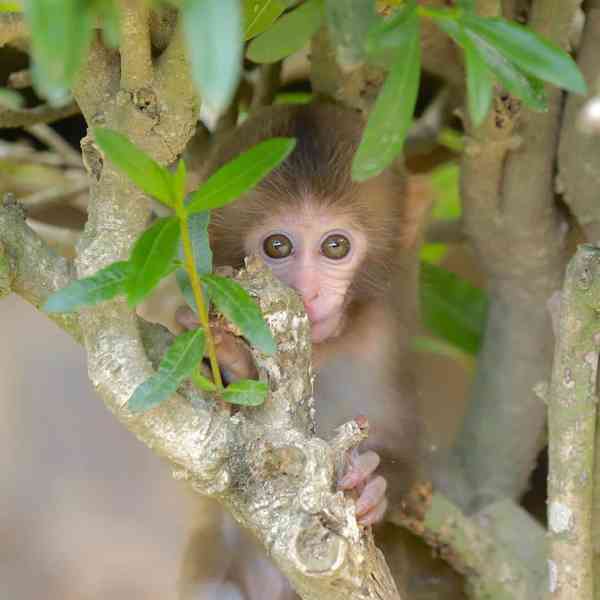 Úžasná kapucínská opice - foto 4