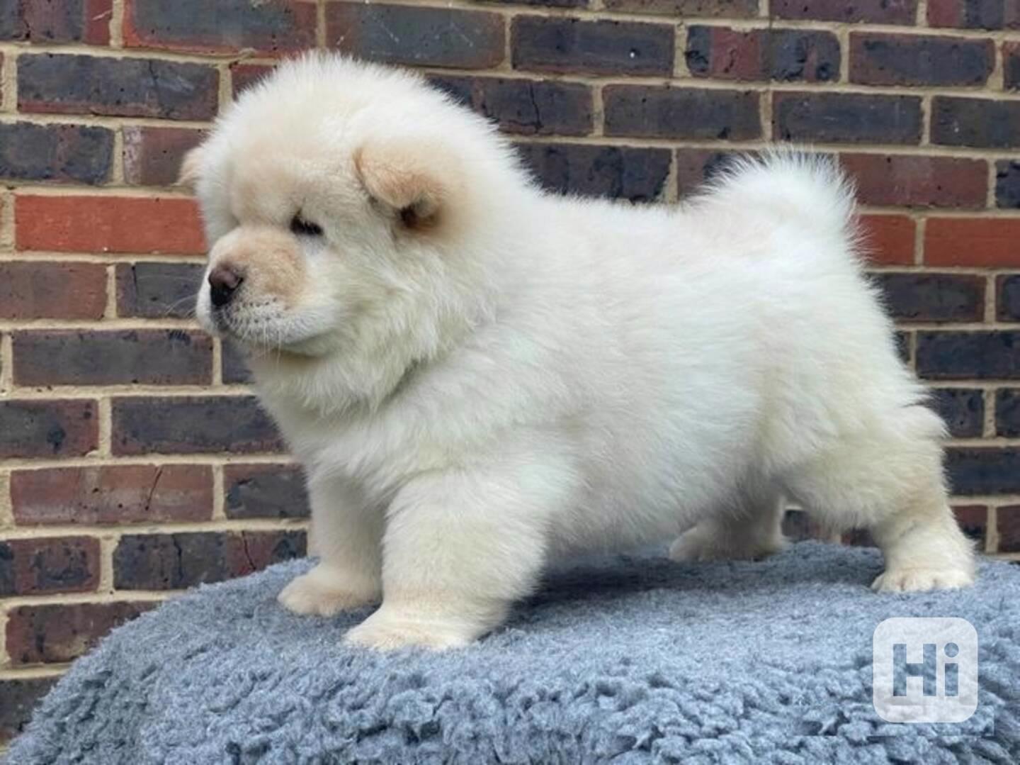 Štěňata chow chow k dispozici - foto 1