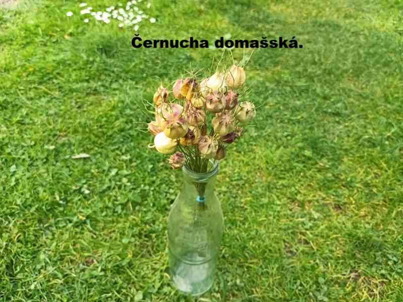 Sušené květiny. - foto 9
