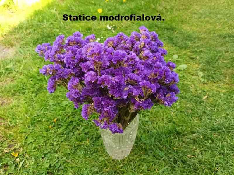 Sušené květiny. - foto 7