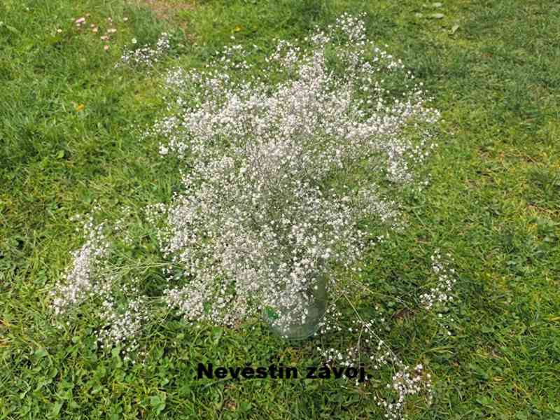 Sušené květiny. - foto 2