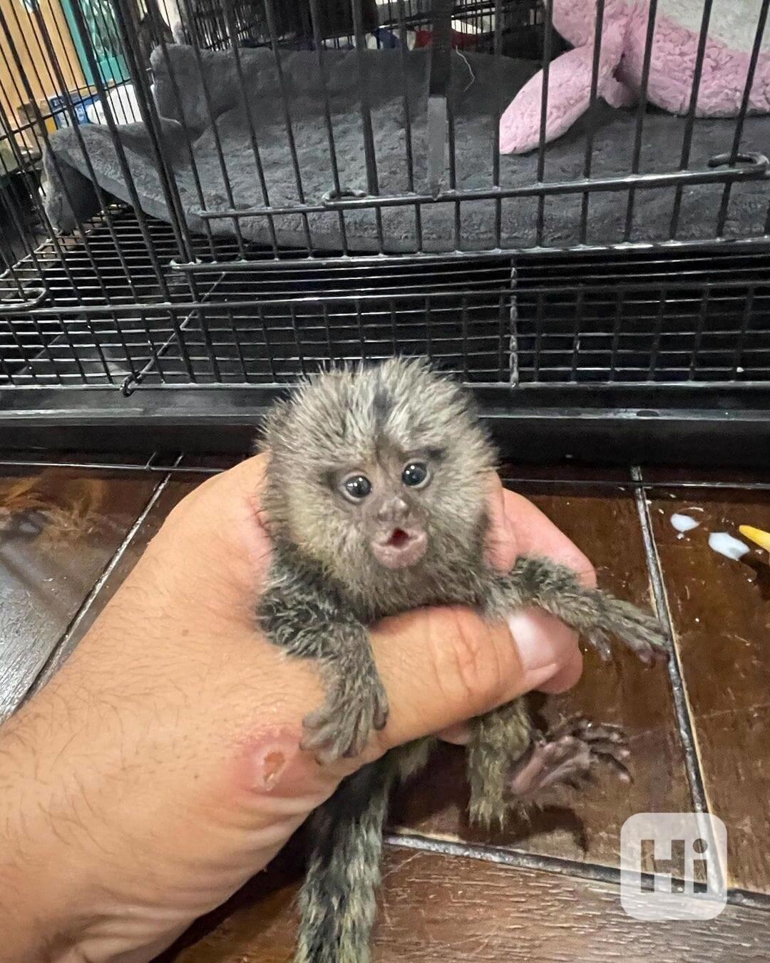 🐒 Široký výběr kosmanů - foto 1