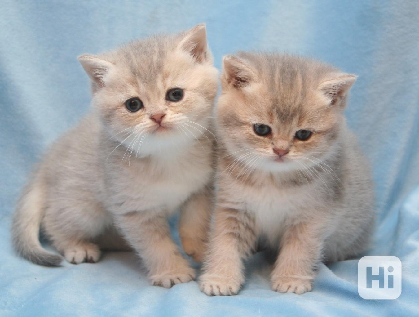 Britská krátkosrstá koťata K dispozici zdarma  - foto 1