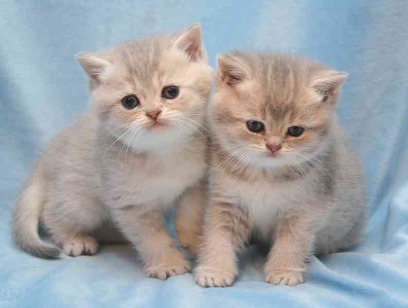 Britská krátkosrstá koťata K dispozici zdarma  - foto 1