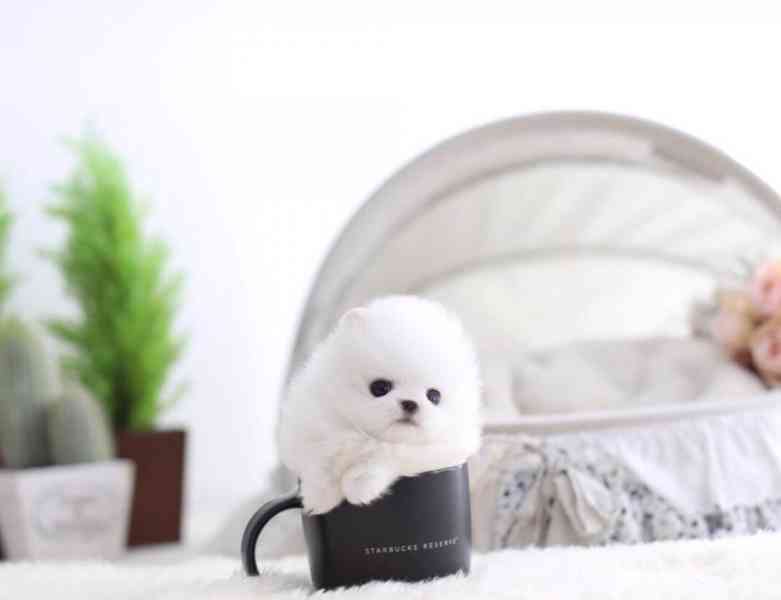 Pomeranian štěně s PP - foto 1