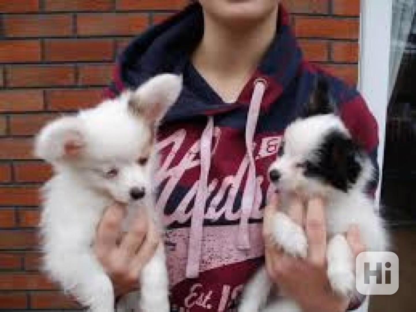 Nádherná štěňata Papillon na prodej Nádherná štěňata Papillo - foto 1