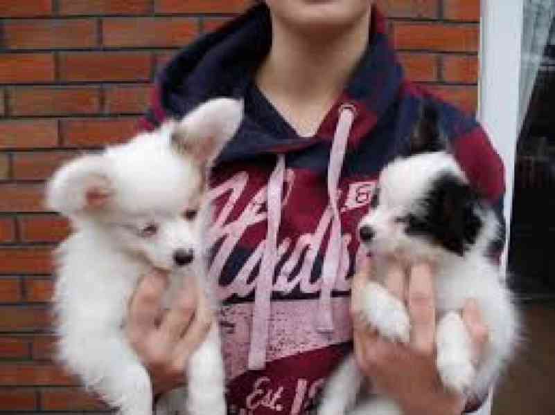 Nádherná štěňata Papillon na prodej Nádherná štěňata Papillo - foto 1