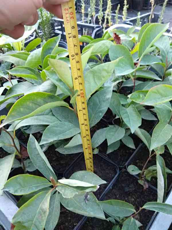 Tomel viržinský (Diospyros virginiana) 15 - 25 cm - foto 2