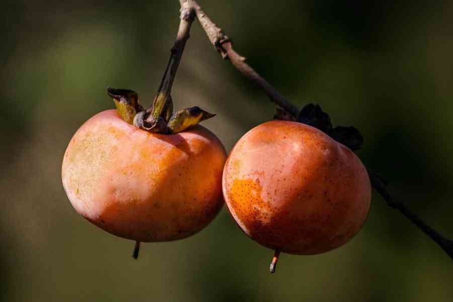 Tomel viržinský (Diospyros virginiana) 15 - 25 cm - foto 1