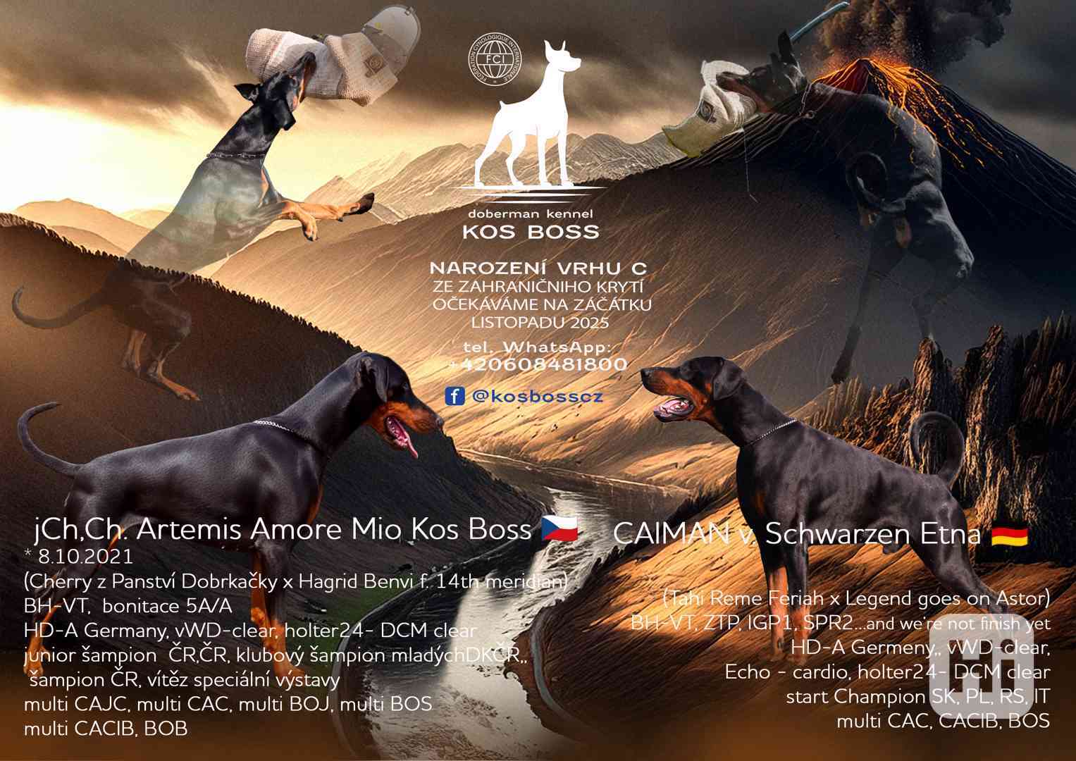 Dobrman, štěně s PP - foto 1