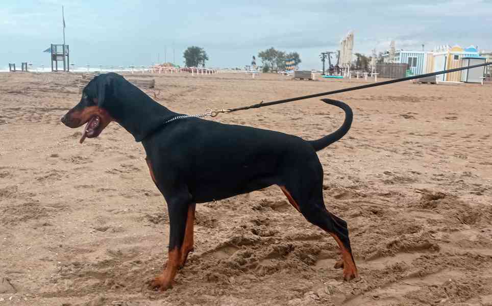 Dobrman, štěně s PP - foto 2