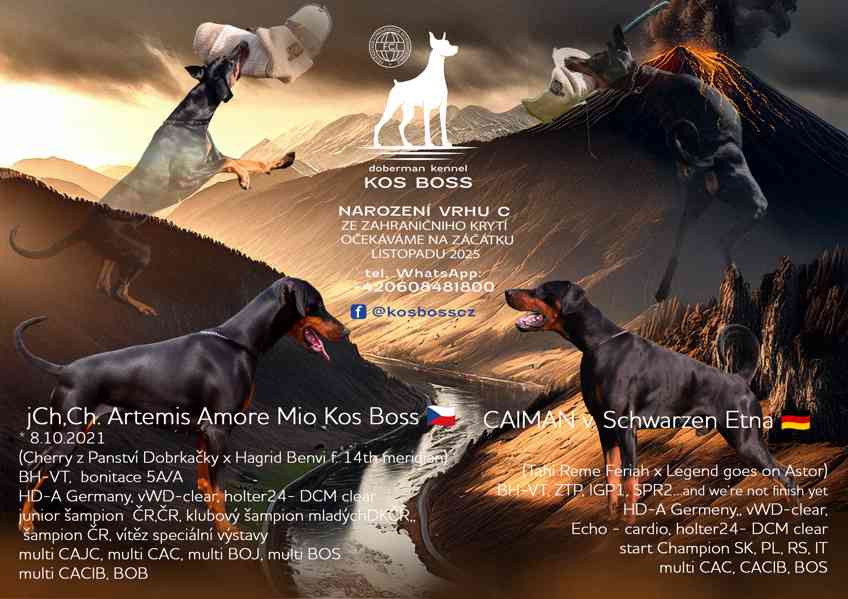 Dobrman, štěně s PP - foto 1