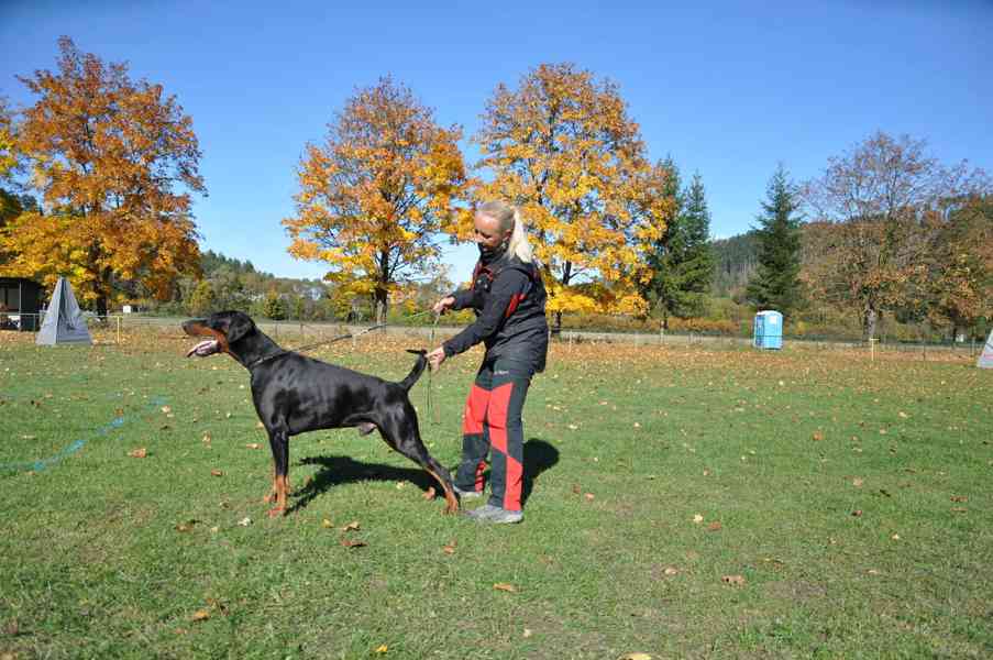 Dobrman, štěně s PP - foto 3