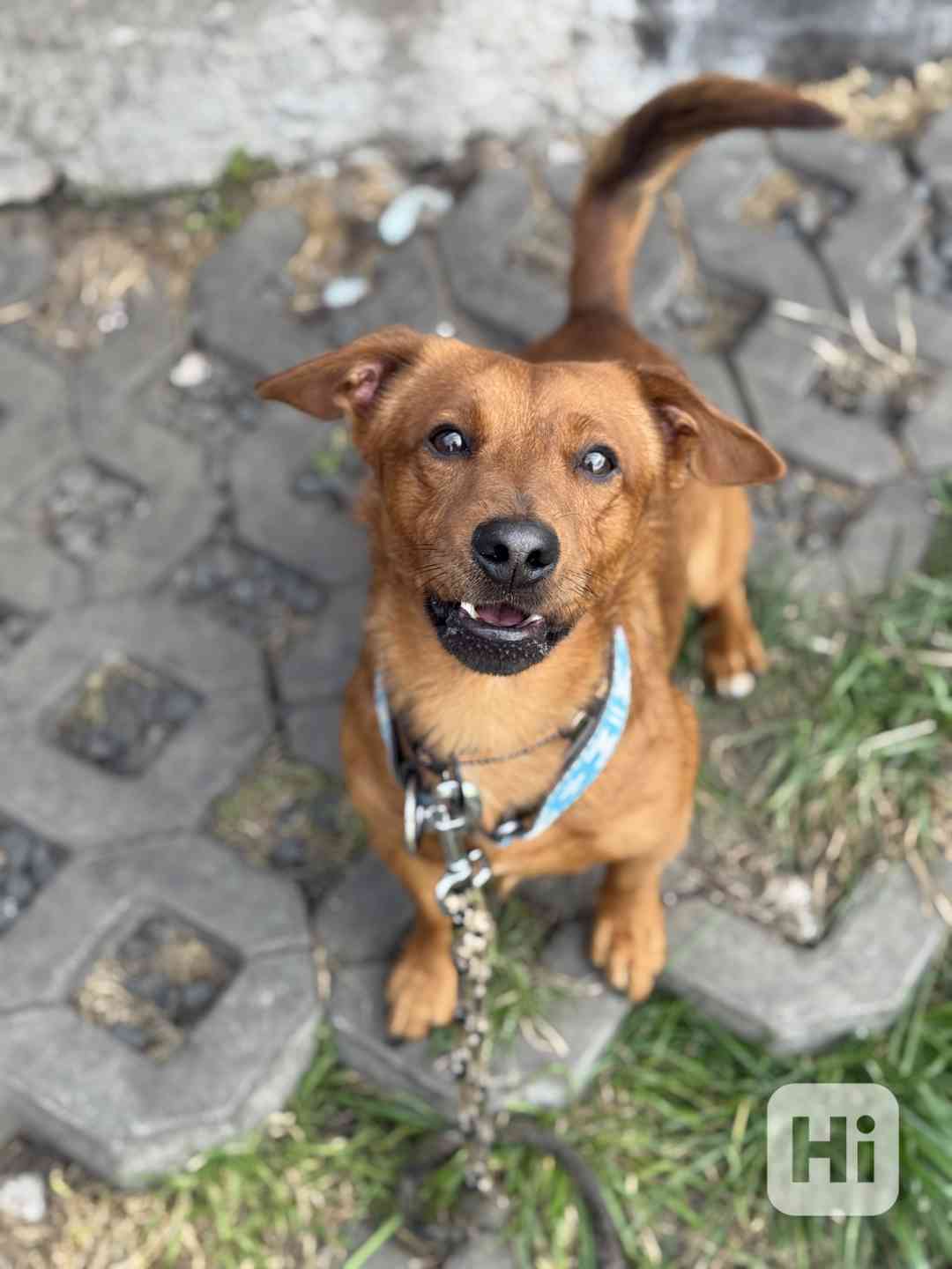 Simba - temperamentní pes, 2 roky, x jezevčík - foto 1