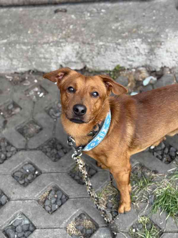 Simba - temperamentní pes, 2 roky, x jezevčík - foto 3
