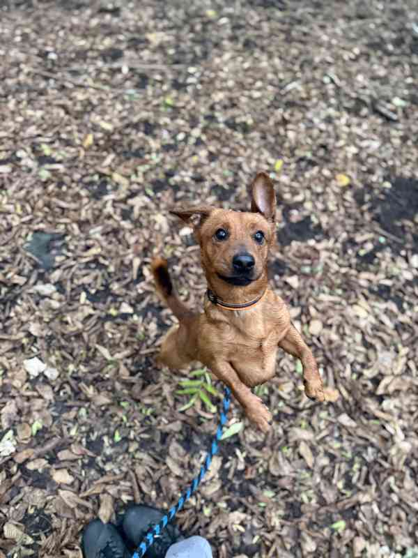 Simba - temperamentní pes, 2 roky, x jezevčík - foto 6