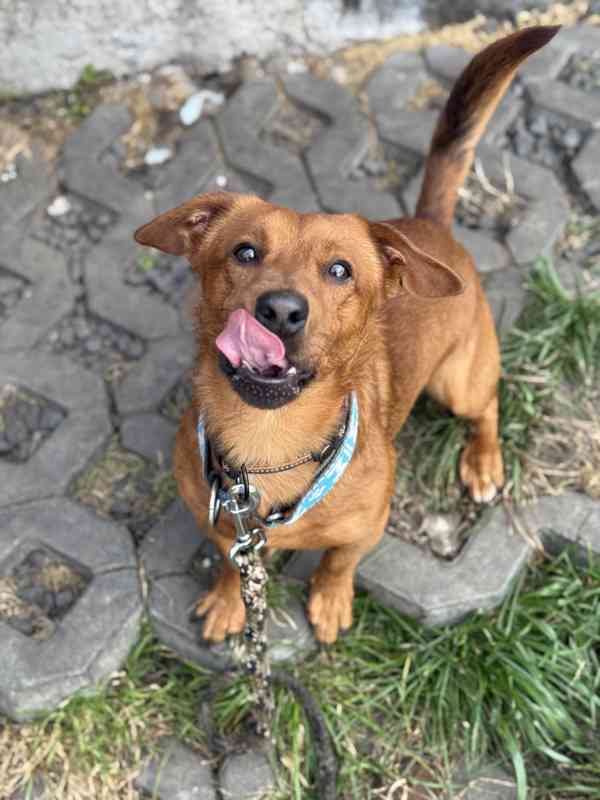 Simba - temperamentní pes, 2 roky, x jezevčík - foto 10