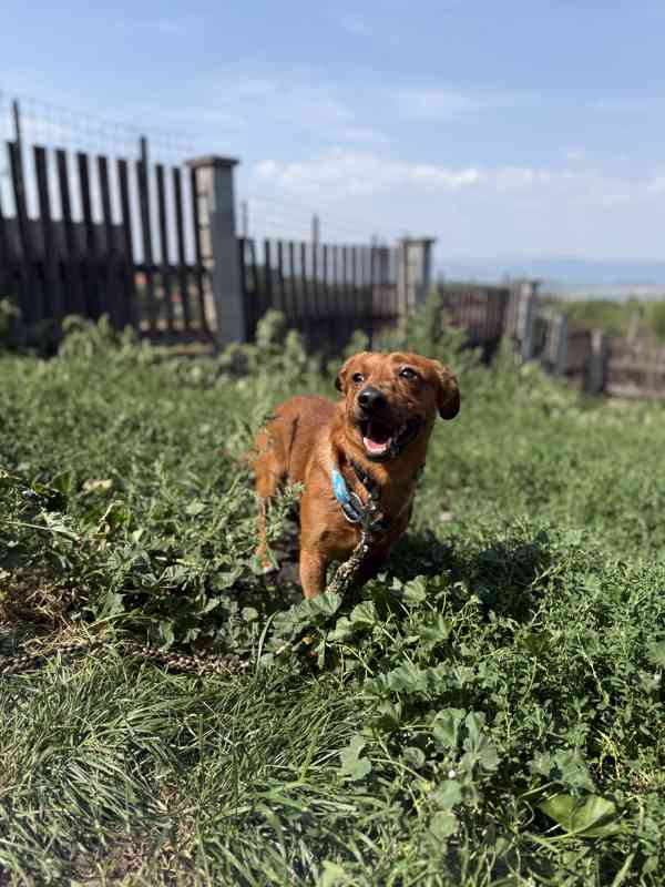 Simba - temperamentní pes, 2 roky, x jezevčík - foto 5