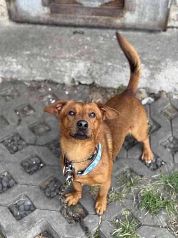Simba - temperamentní pes, 2 roky, x jezevčík - foto 2