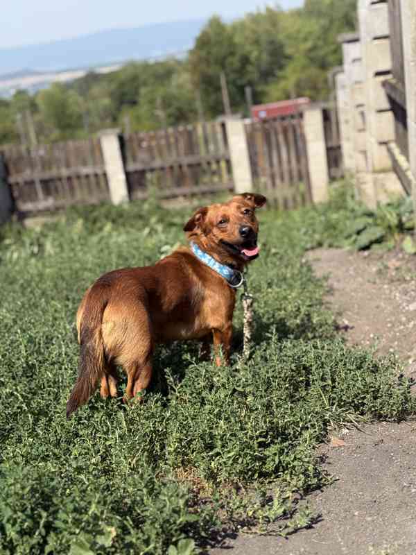 Simba - temperamentní pes, 2 roky, x jezevčík - foto 7