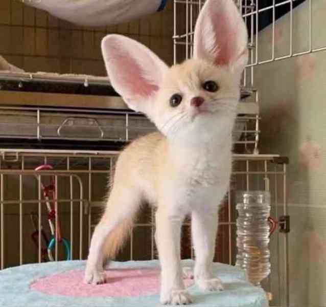 Špičková fennec liška s pp - foto 1