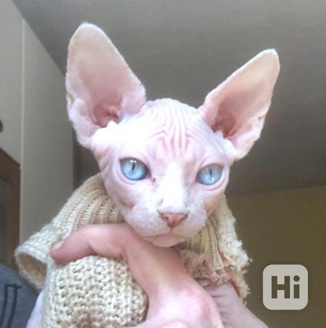 Koťata Sphynx - foto 1