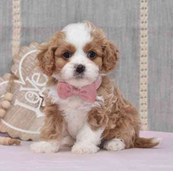 🐶💕 Štěňata cavapoo k adopci! - foto 1