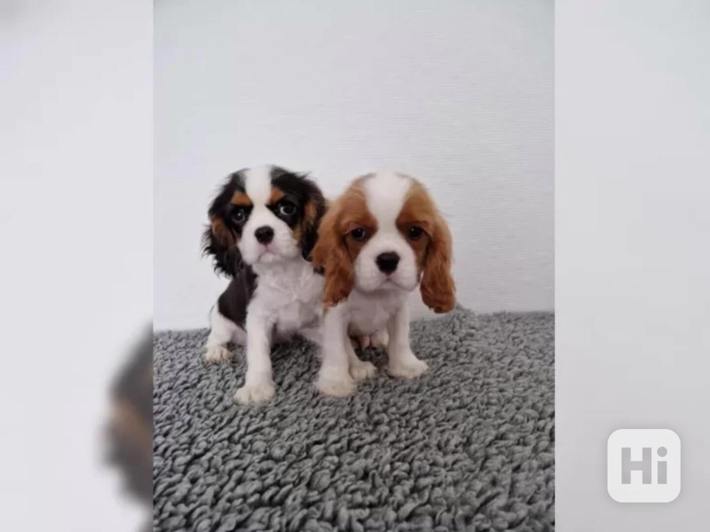 Cavalier King Charles Spaniel - foto 1