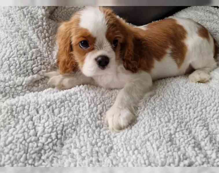 Cavalier King Charles Spaniel - foto 3