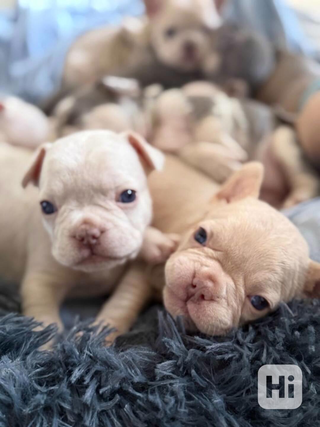 štěňata francouzského buldoka na prodej - foto 1