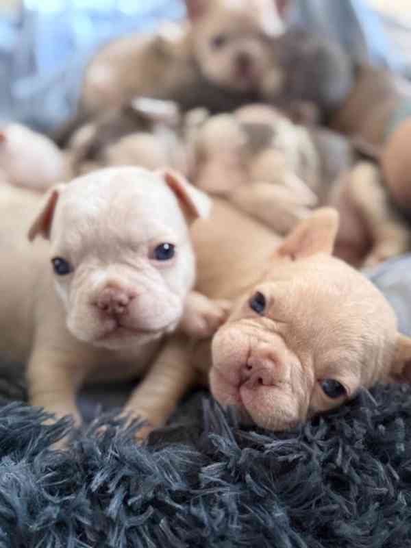 štěňata francouzského buldoka na prodej - foto 1