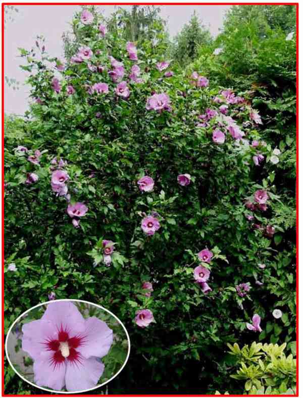 HIBISCUS SYRIACUS L - SEMENA