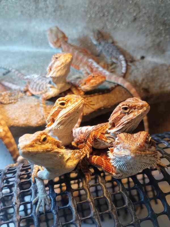 Agama vousatá  - foto 1