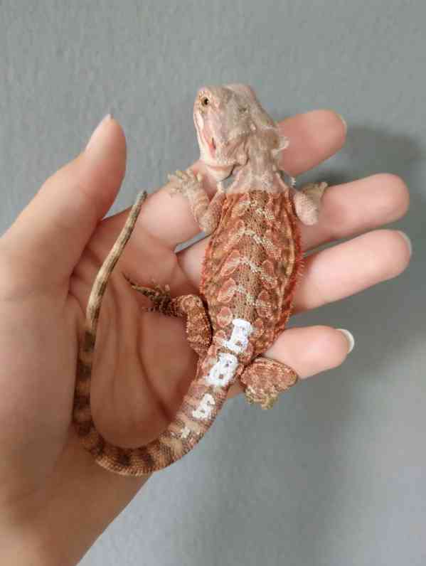Agama vousatá  - foto 2