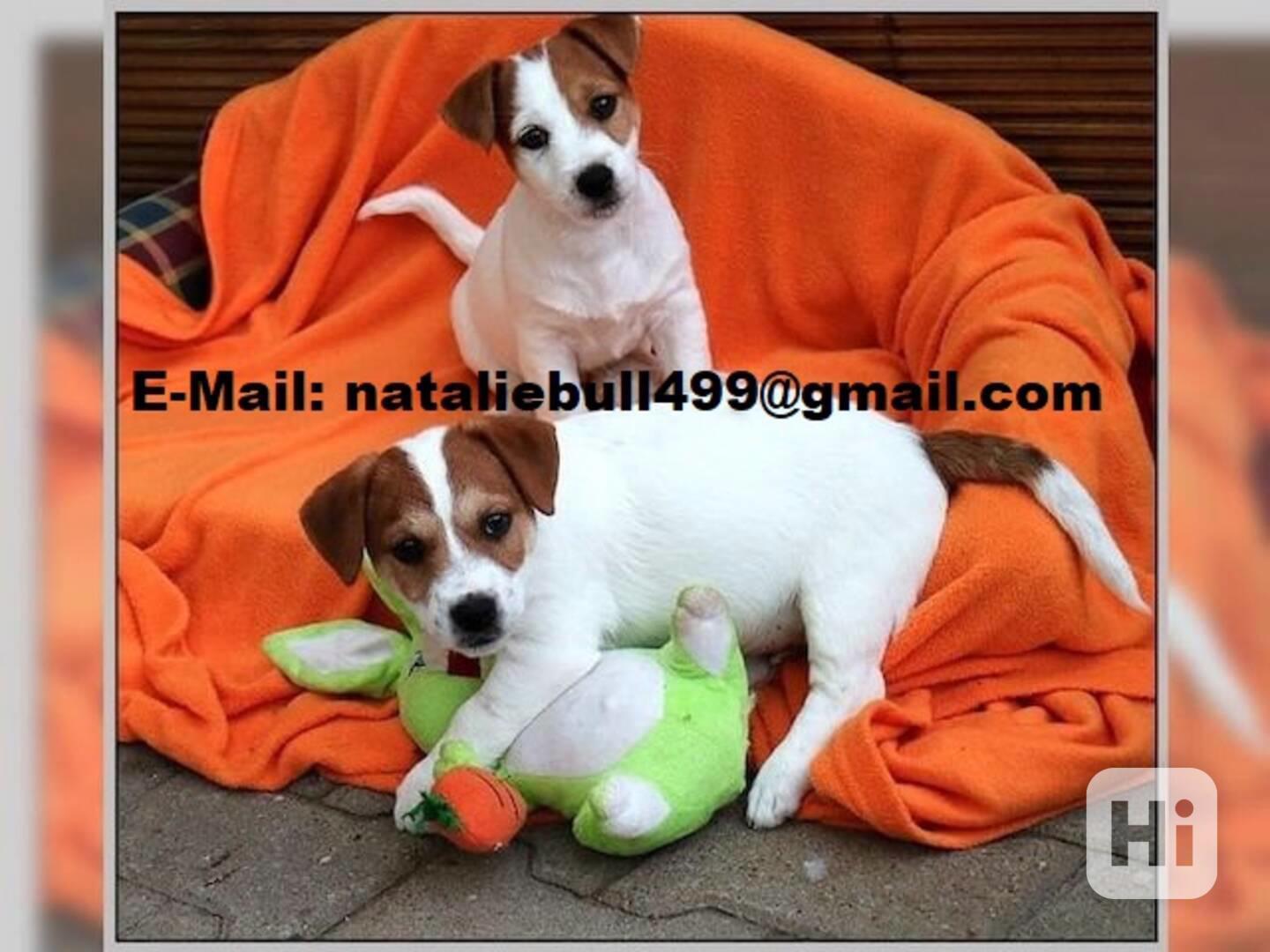 Jack Russel teriér  - foto 1