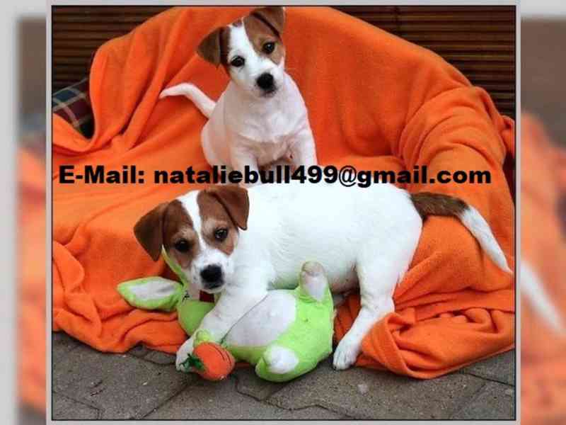 Jack Russel teriér - foto 1