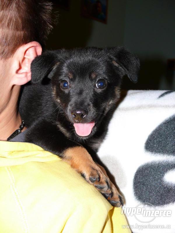 Krásní psí kluci od zachráněné fenky Mišky k adopci - foto 1