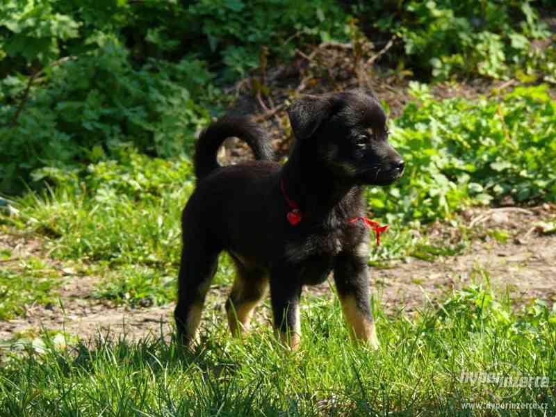 Krásní psí kluci od zachráněné fenky Mišky k adopci - foto 3