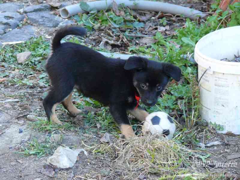 Krásní psí kluci od zachráněné fenky Mišky k adopci - foto 4