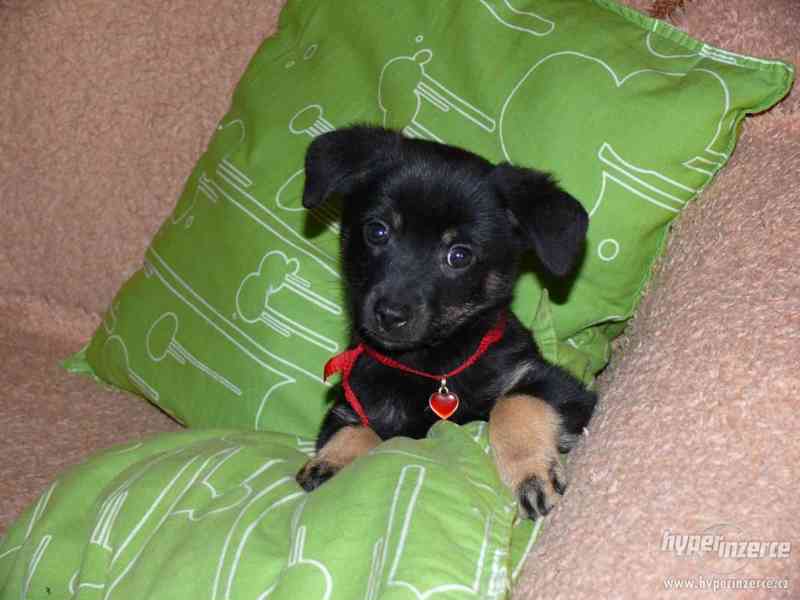 Krásní psí kluci od zachráněné fenky Mišky k adopci - foto 5