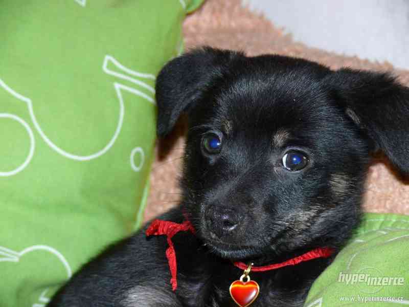 Krásní psí kluci od zachráněné fenky Mišky k adopci - foto 6