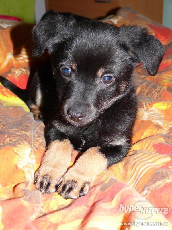 Krásní psí kluci od zachráněné fenky Mišky k adopci - foto 7