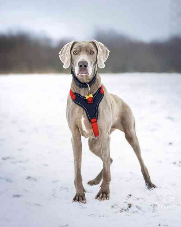 Aimee z útulku Voříškov - foto 2