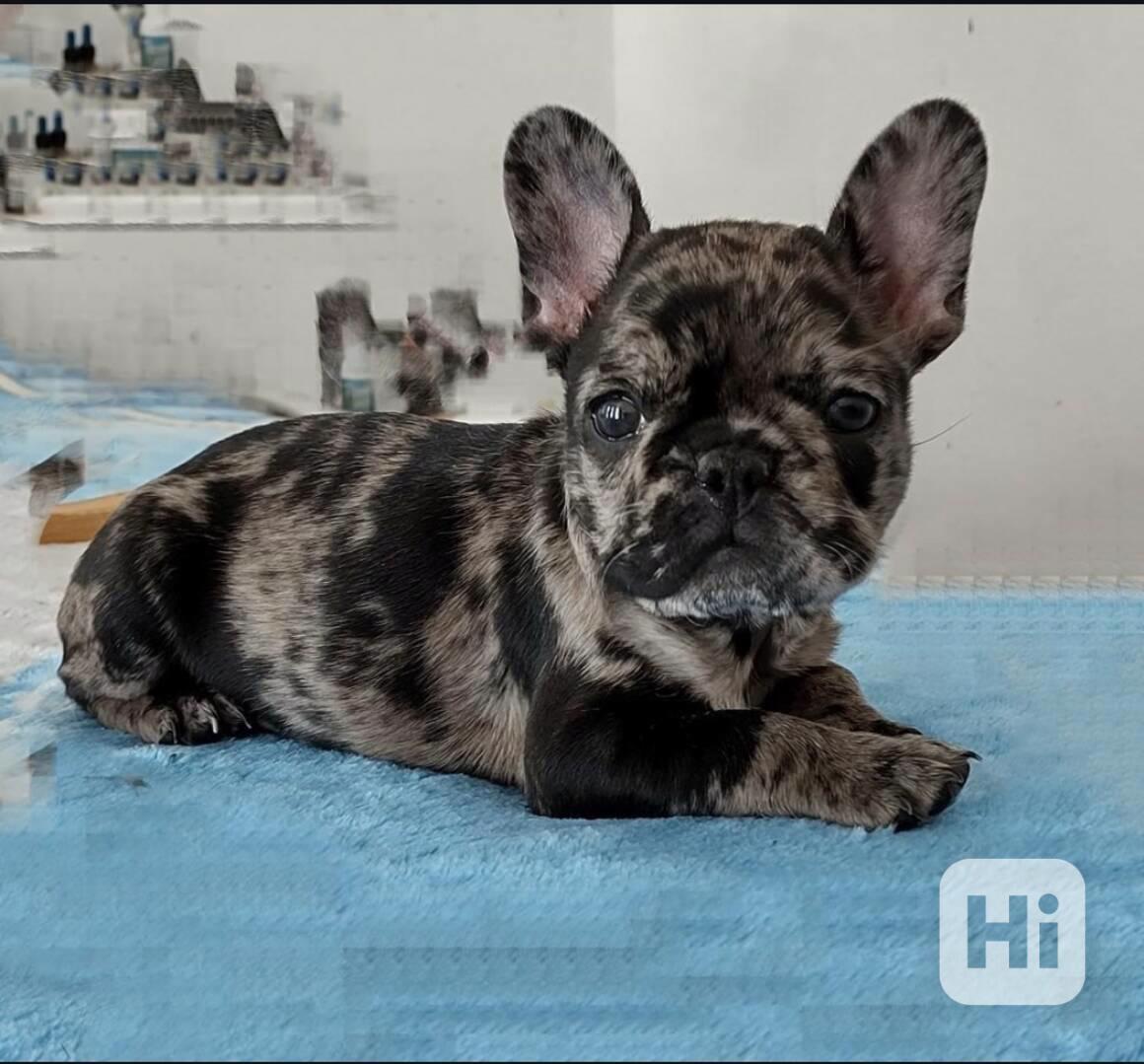 štěně francouzského buldoka - foto 1