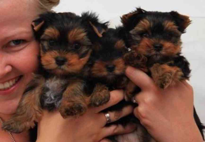 Jorkšírský teriér s PP FCI - foto 1