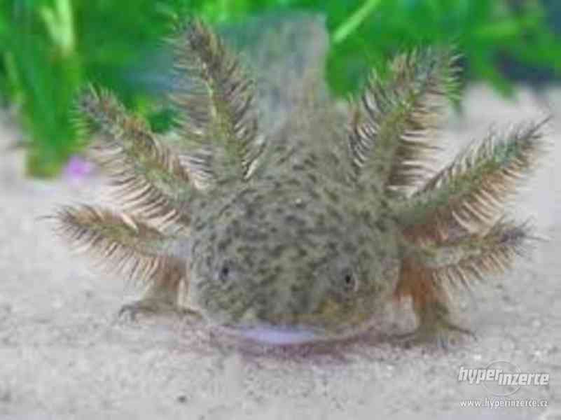 Prodám axolotly mexické !! - foto 2
