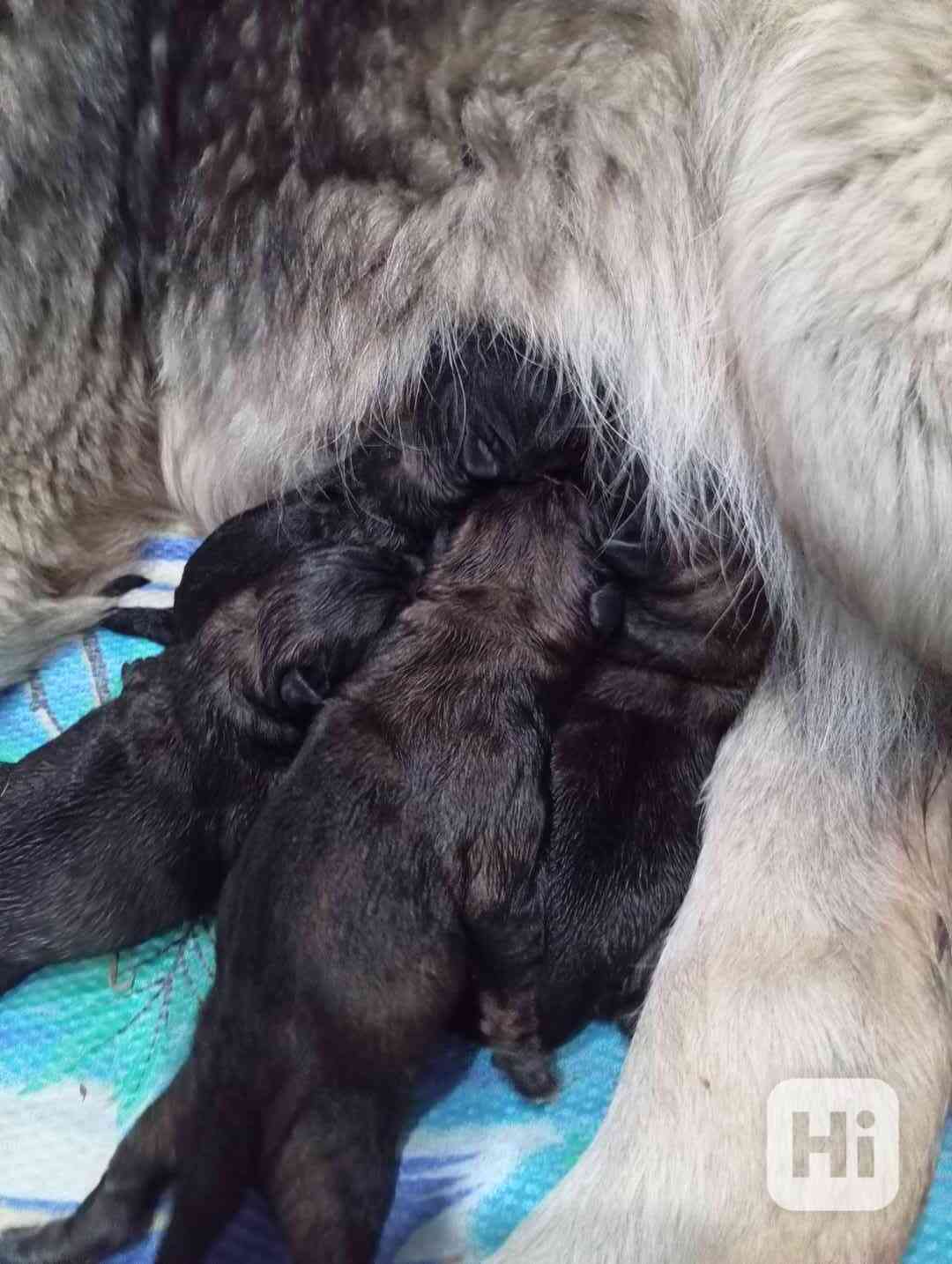 Štěně Leonberger mix - foto 1